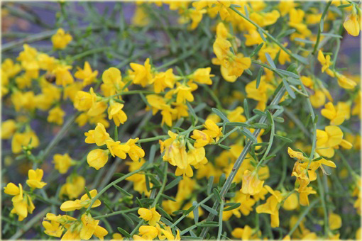 Janowiec bułgarski Janowiec lidyjski Genista lydia