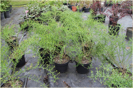 Janowiec bułgarski Janowiec lidyjski Genista lydia