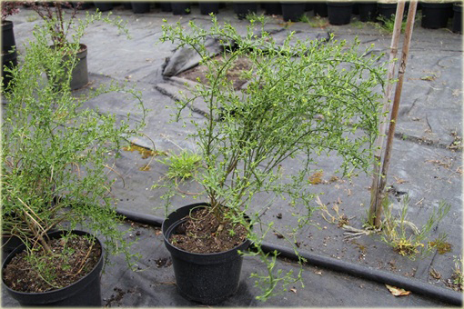 Janowiec bułgarski Janowiec lidyjski Genista lydia