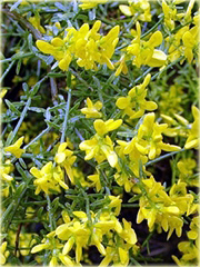 Janowiec bułgarski Janowiec lidyjski Genista lydia