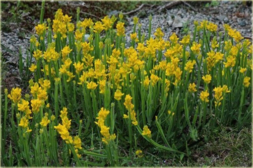 Janowiec strzałkowaty Genista sagittalis