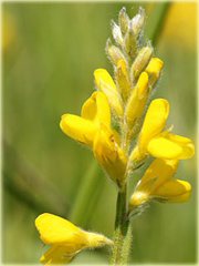 Janowiec strzałkowaty Genista sagittalis