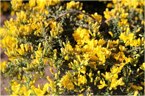 Janowiec włosisty Genista pilosa