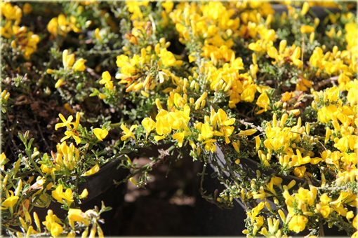Janowiec włosisty Genista pilosa