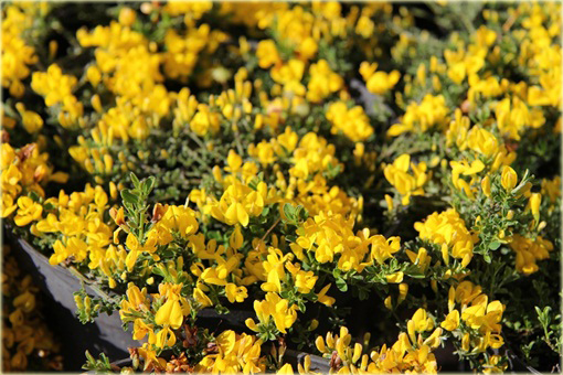 Janowiec włosisty Genista pilosa