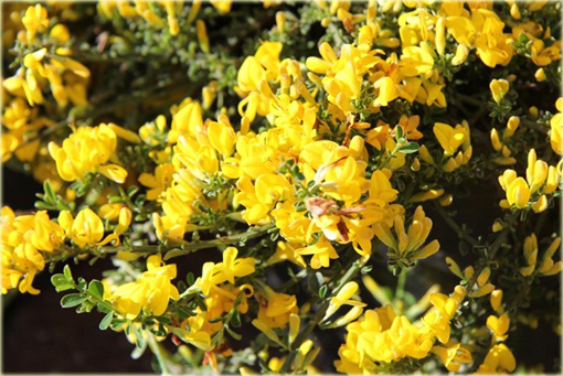 Janowiec włosisty Genista pilosa