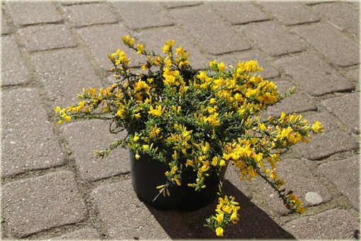 Janowiec włosisty Genista pilosa