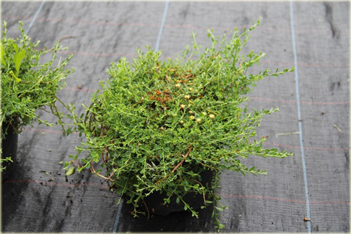 Janowiec włosisty Genista pilosa