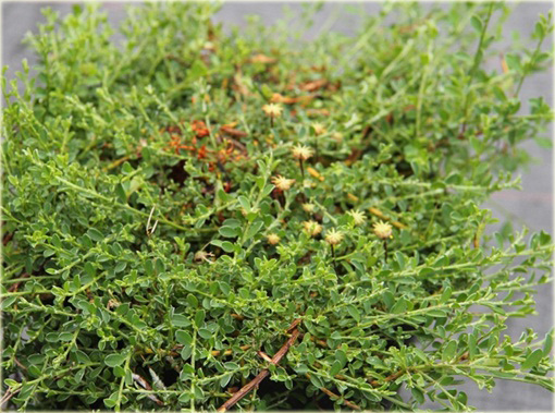 Janowiec włosisty Genista pilosa