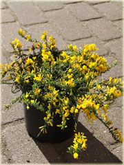 Janowiec włosisty Genista pilosa
