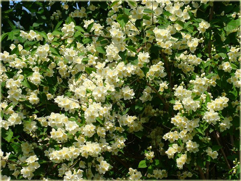 Jaśminowiec wonny Albatre Philadelphus coronarius Albatre