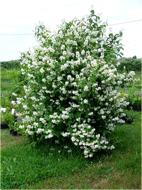 Jaśminowiec wonny Albatre Philadelphus coronarius Albatre