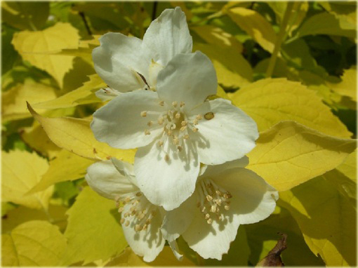 Jaśminowiec wonny Aureus Philadelphus coronarius Aureus