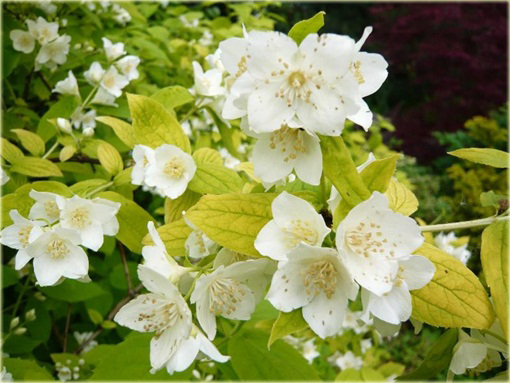 Jaśminowiec wonny Aureus Philadelphus coronarius Aureus