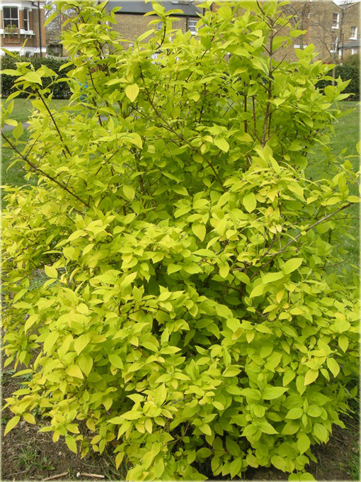 Jaśminowiec wonny Aureus Philadelphus coronarius Aureus