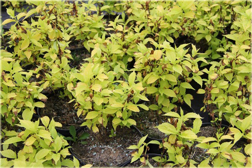 Jaśminowiec wonny Aureus Philadelphus coronarius Aureus