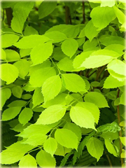 Jaśminowiec wonny Aureus Philadelphus coronarius Aureus