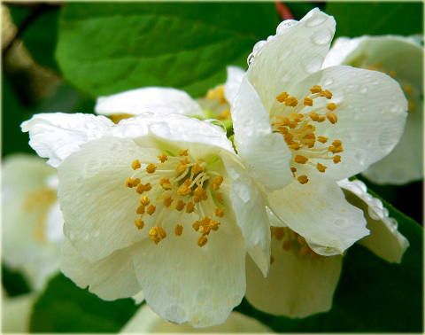 Jaśminowiec wonny Philadelphus coronarius