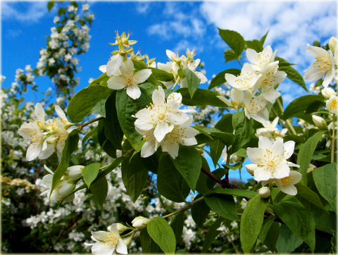 Jaśminowiec wonny Philadelphus coronarius