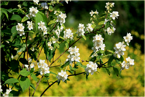 Jaśminowiec wonny Philadelphus coronarius