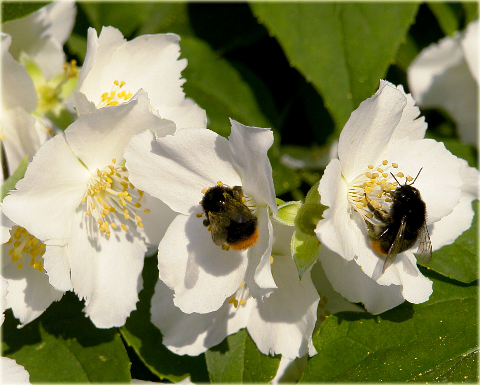 Jaśminowiec wonny Philadelphus coronarius