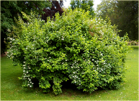 Jaśminowiec wonny Philadelphus coronarius