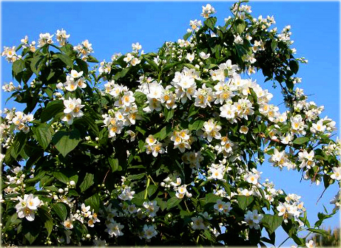 Jaśminowiec wonny Philadelphus coronarius
