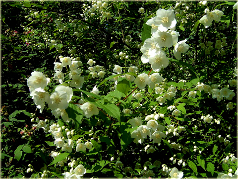 Jaśminowiec wonny Philadelphus coronarius