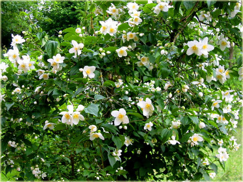 Jaśminowiec wonny Philadelphus coronarius