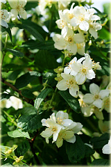 Jaśminowiec wonny Philadelphus coronarius
