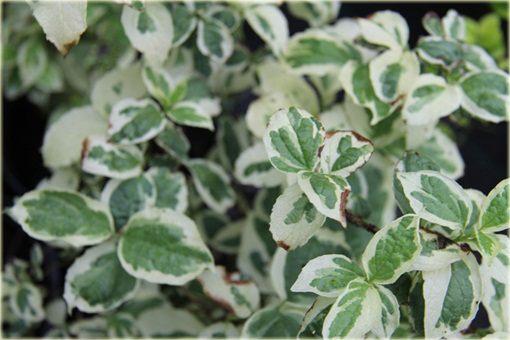 Jaśminowiec wonny Variegata Philadelphus coronarius variegata