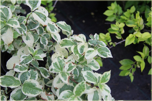 Jaśminowiec wonny Variegata Philadelphus coronarius variegata