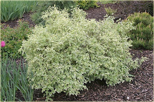 Jaśminowiec wonny Variegata Philadelphus coronarius variegata