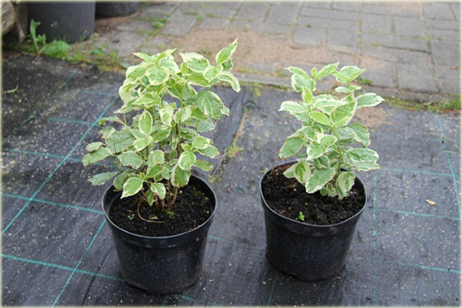 Jaśminowiec wonny Variegata Philadelphus coronarius variegata