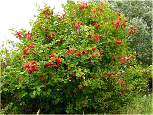 Kalina czerwona Viburnum dasyanthum