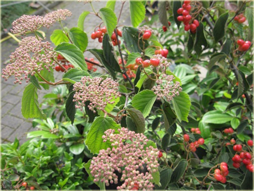 Kalina czerwona Viburnum dasyanthum