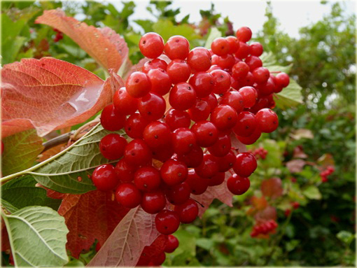 Kalina czerwona Viburnum dasyanthum