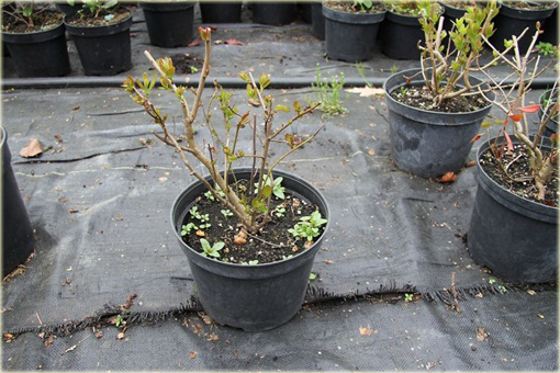 Kalina czerwona Viburnum dasyanthum