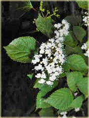 Kalina czerwona Viburnum dasyanthum