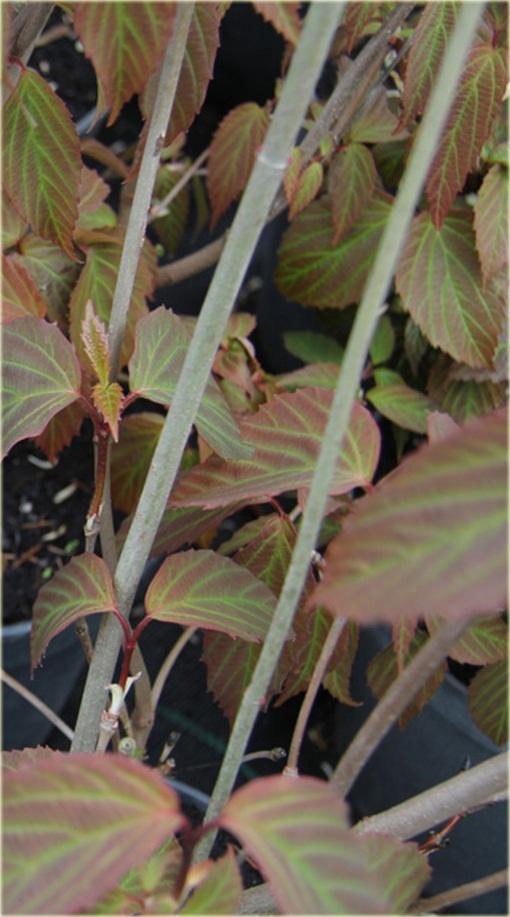 Kalina herbaciana czerwono-zielone liście Viburnum setigerum