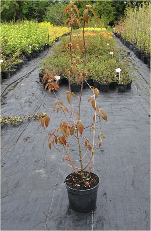 Kalina herbaciana czerwono-zielone liście Viburnum setigerum
