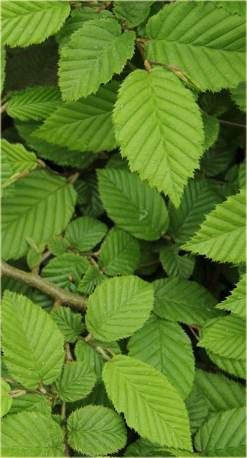 Kalina herbaciana Viburnum setigerum