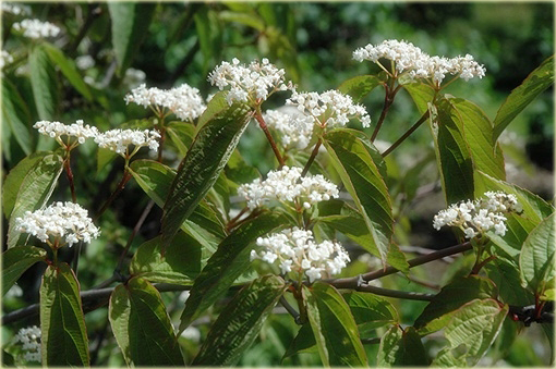Kalina herbaciana Viburnum setigerum