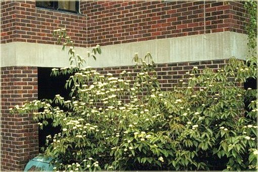 Kalina herbaciana Viburnum setigerum