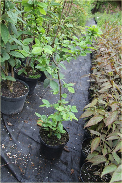 Kalina herbaciana Viburnum setigerum