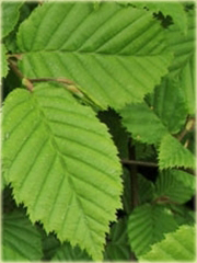 Kalina herbaciana Viburnum setigerum