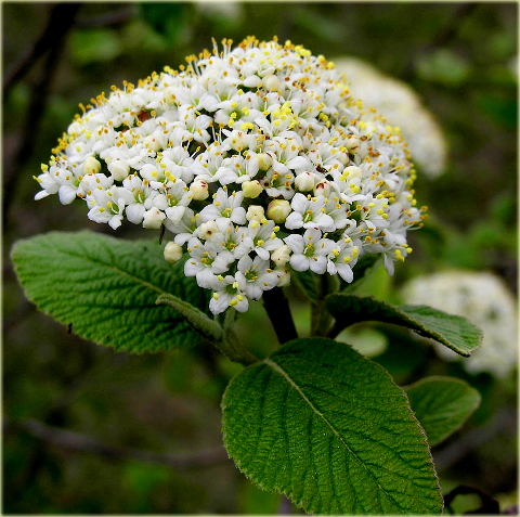 Kalina hordowina Vibrunum lantana