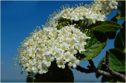 Kalina hordowina Vibrunum lantana