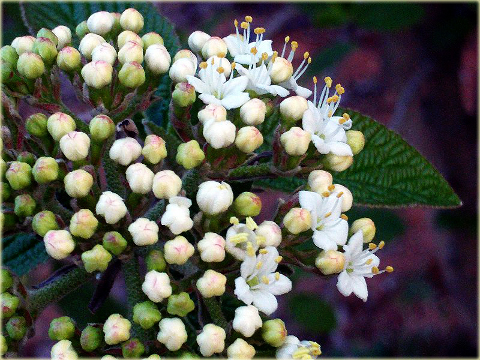 Kalina hordowina Vibrunum lantana