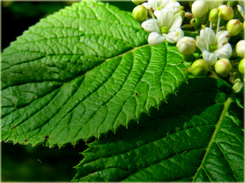 Kalina hordowina Vibrunum lantana